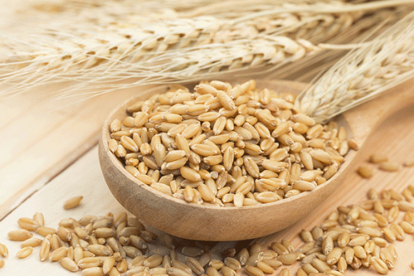4.11_MOT_Barley_NEW-Wordpress-580x387