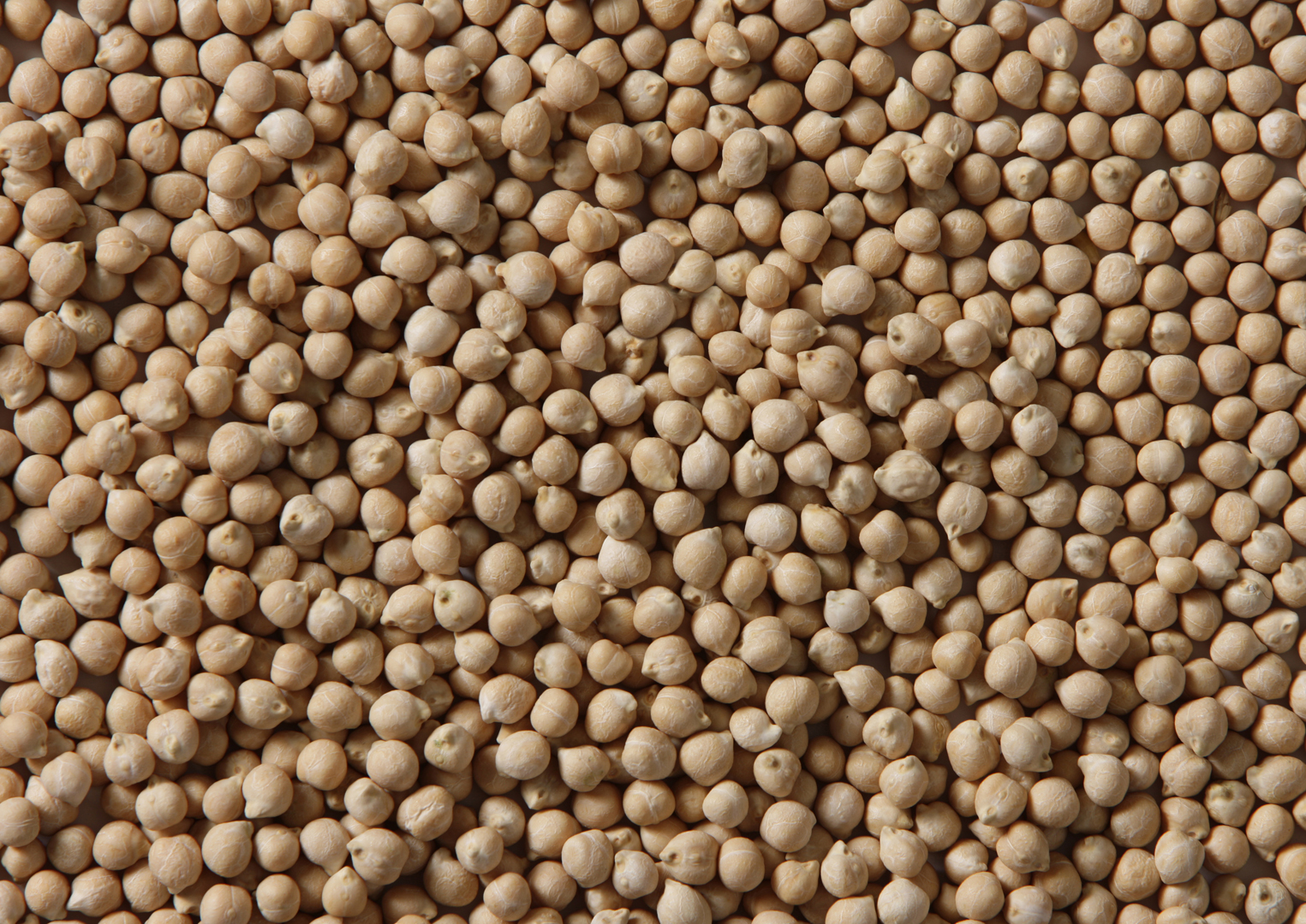 B90 Kabuli Chickpeas