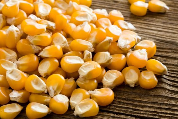 Feed-Grade-Yellow-Corn-Yellow-maize-Yellow-580x387