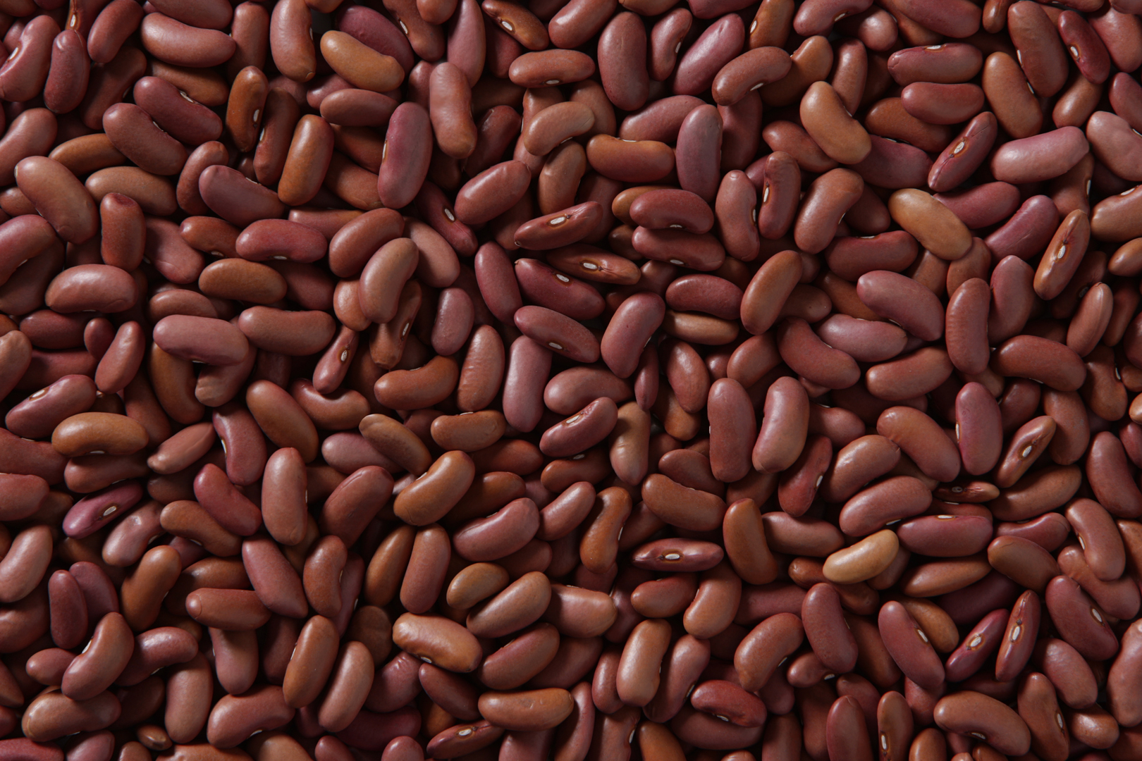 Light kidney beans