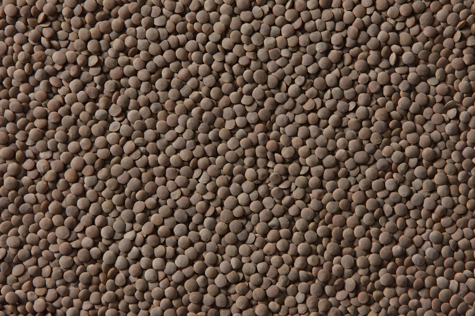Red whole lentils