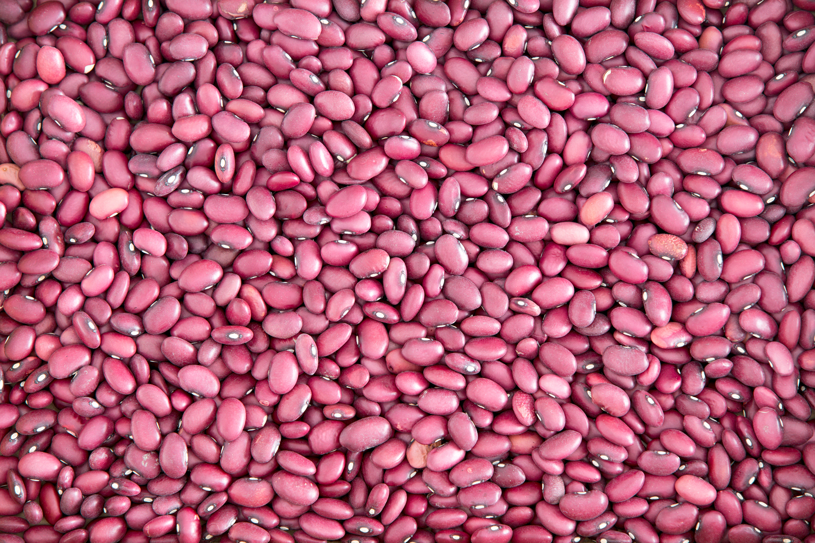 Small Red beans
