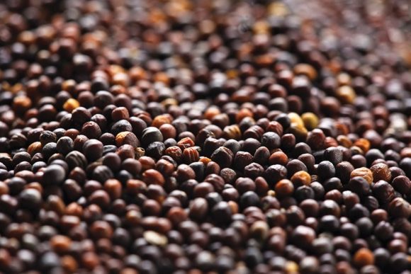 canola-storage1-canolacounc-580x387
