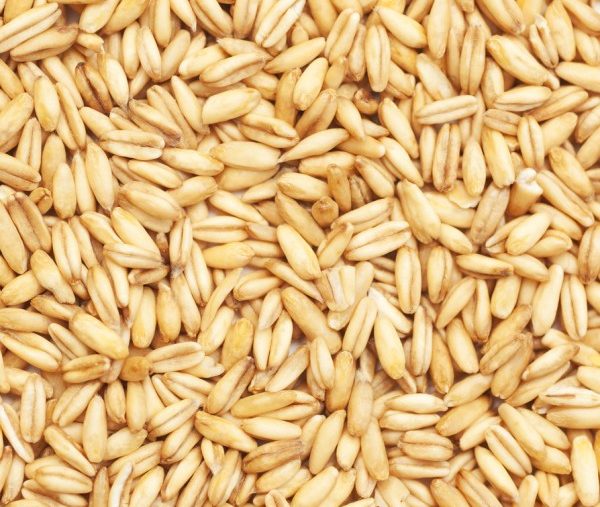 oats-600x600-600x507