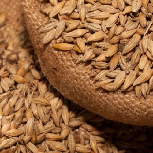 Barley