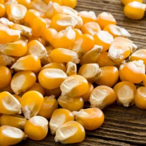 Corn