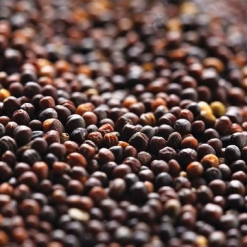 Canola Seeds