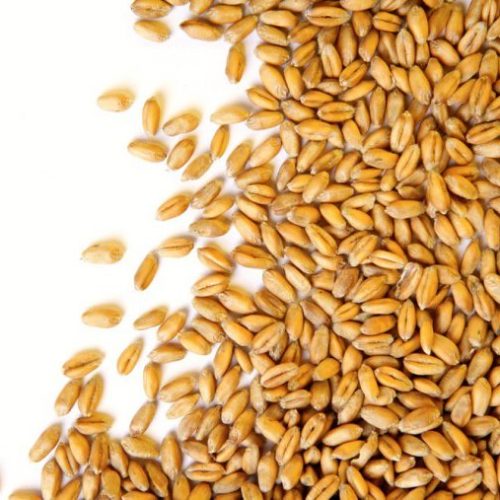 Wheat